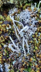 Cladonia cenotea