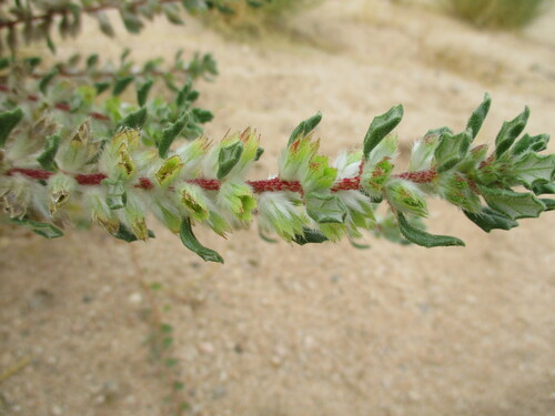 Image of Herero Nettle (Forsskaolea hereroensis) by no rights reserved