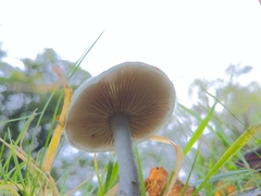 Stropharia caerulea