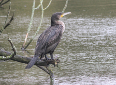Phalacrocorax carbo
