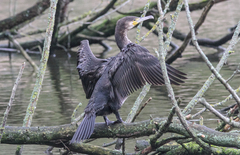 Phalacrocorax carbo