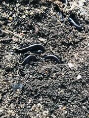 Kontikia ventrolineata