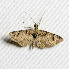 Gymnoscelis admixtaria