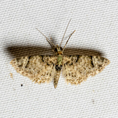 Gymnoscelis admixtaria