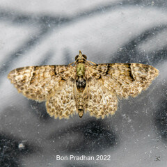 Gymnoscelis admixtaria