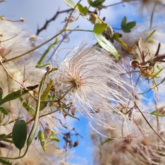 Clematis orientalis