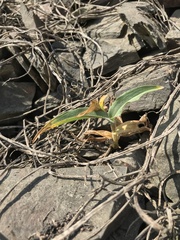 Commelina fasciculata