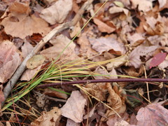 Carex tenera