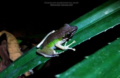 Chalcorana megalonesa