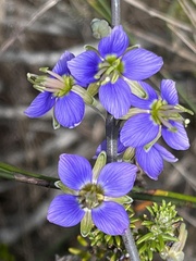 Heliophila linearis