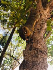 Callosciurus notatus
