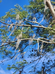 Enterolobium contortisiliquum