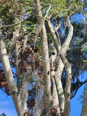 Enterolobium contortisiliquum