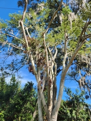 Enterolobium contortisiliquum