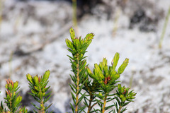 Diosma oppositifolia