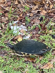 Pseudemys peninsularis