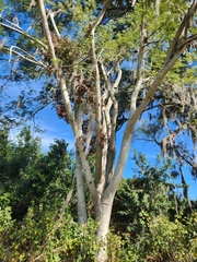 Enterolobium contortisiliquum