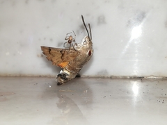 Macroglossum stellatarum