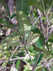 Ligustrum vulgare