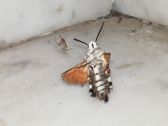 Macroglossum stellatarum