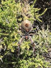 Trichonephila edulis