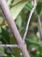 Ligustrum vulgare