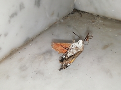 Macroglossum stellatarum