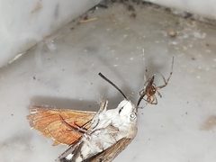 Macroglossum stellatarum