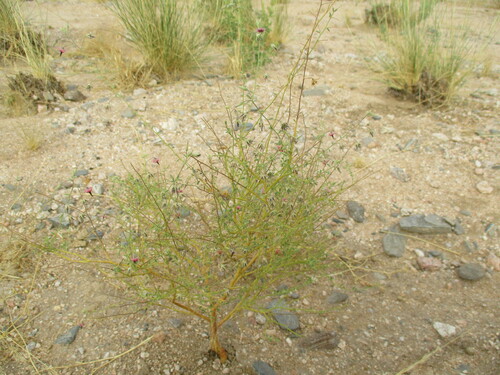 Image of Hermannia solaniflora by no rights reserved