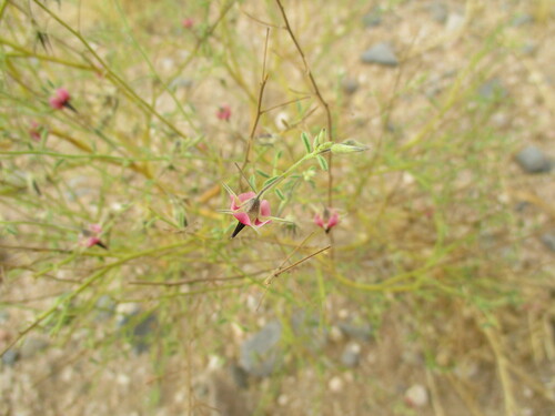 Image of Hermannia solaniflora by no rights reserved