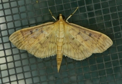 Herpetogramma fluctuosalis