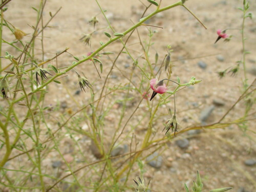 Hermannia solaniflora image