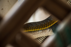 Dendrelaphis punctulatus