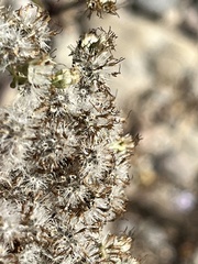 Eupatorieae