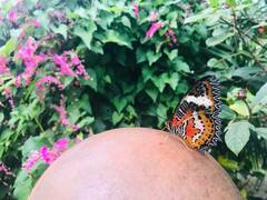 Cethosia penthesilea