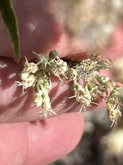 Eupatorieae