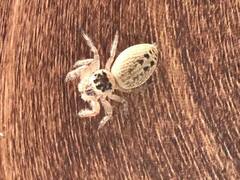 Opisthoncus polyphemus