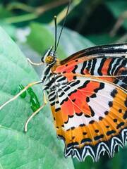Cethosia penthesilea