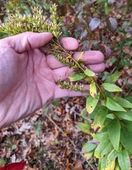 Solidago latissimifolia