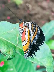 Cethosia penthesilea