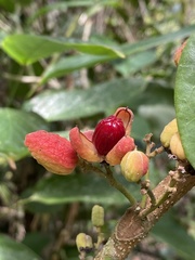 Trichilia pseudostipularis