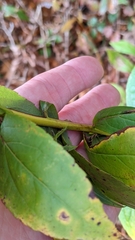 Solidago latissimifolia