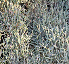 Ephedra chilensis