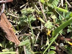 Ornithopus compressus