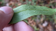 Solidago latissimifolia
