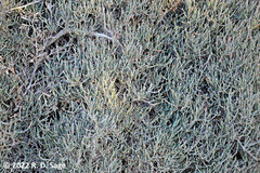 Ephedra chilensis