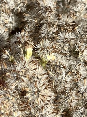 Eupatorieae