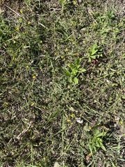 Ornithopus compressus