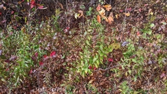 Solidago latissimifolia