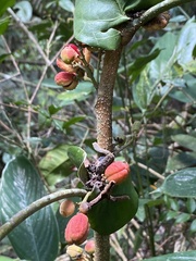 Trichilia pseudostipularis